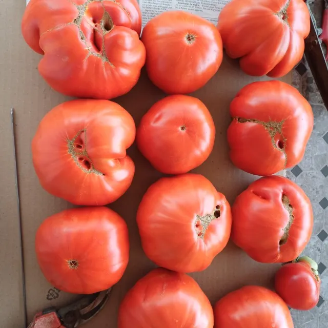 Récoltes Tomates