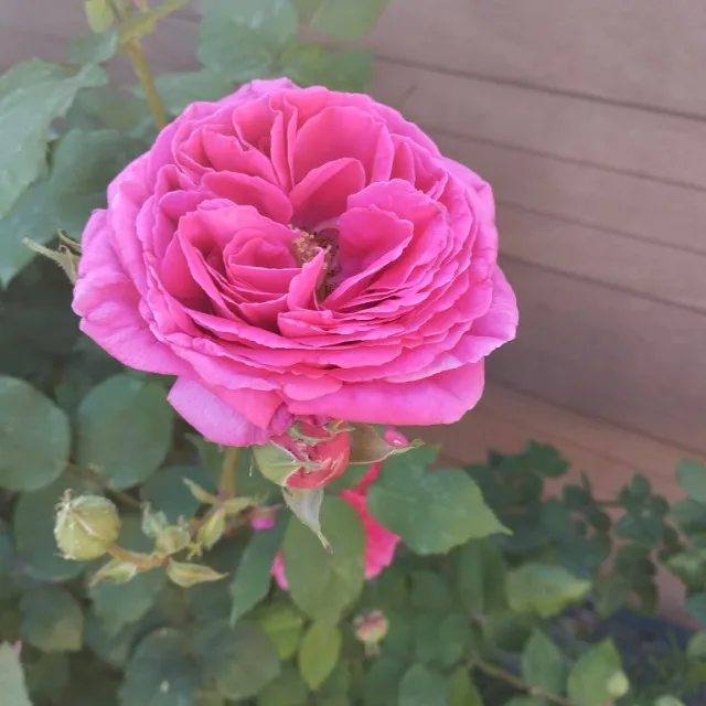 Couleur jardin