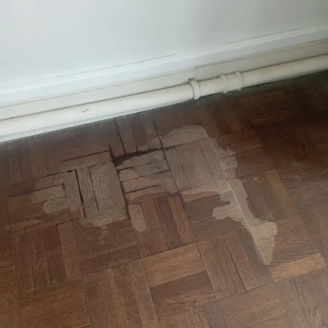 Urine de chat sur parquet en bois